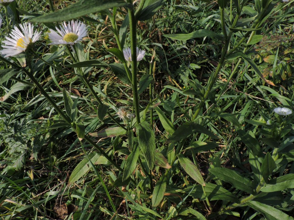 Erigeron annuus